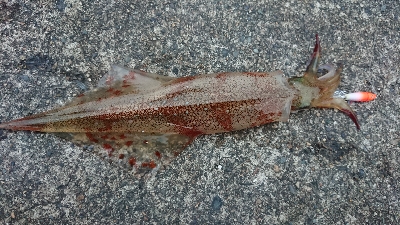 朝マズメヤリイカ狙い