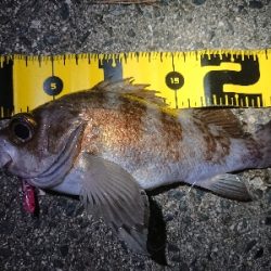 仕事終わりメバリング