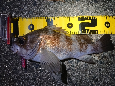 仕事終わりメバリング