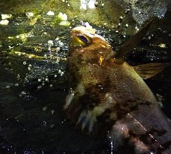 釣れる時は釣れる
