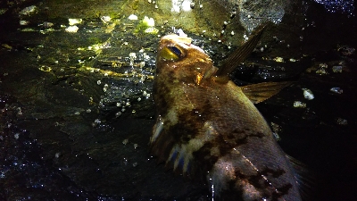 釣れる時は釣れる