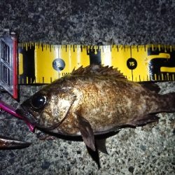 ちょこっとメバリング