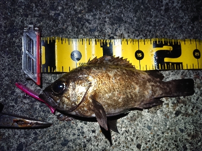 ちょこっとメバリング