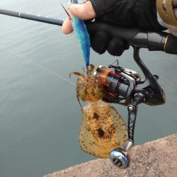 雨の中のシャクり