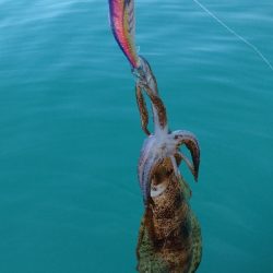 今年初のボートエギング