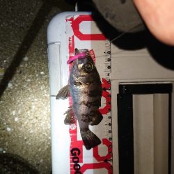 サイズが、伸びず