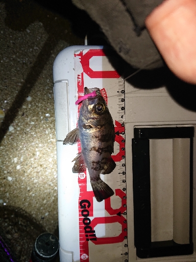 サイズが、伸びず