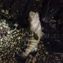 春一番のマグエ❗