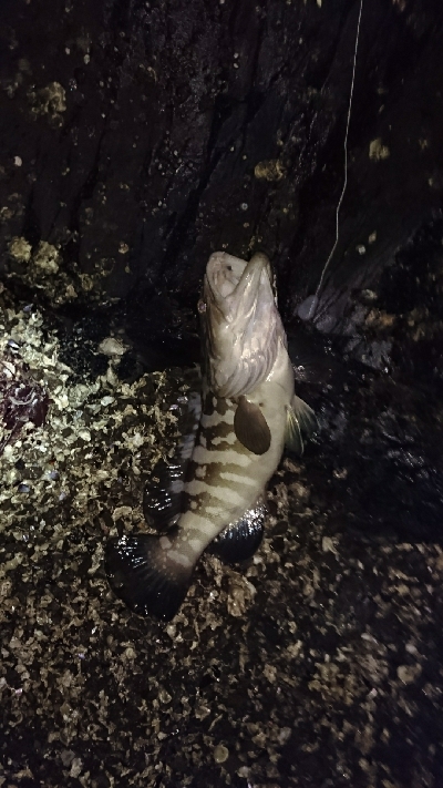 春一番のマグエ❗