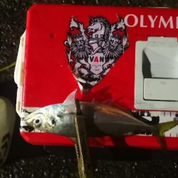 アジング 練習 119