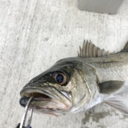 朝からエビ撒き 渋い状態