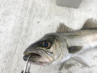 朝からエビ撒き 渋い状態