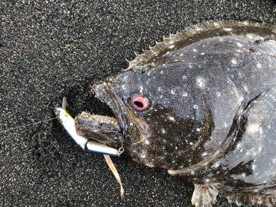 手負いの座布団