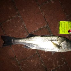 豊洲ぐるり公園ぶっこみでシーバス