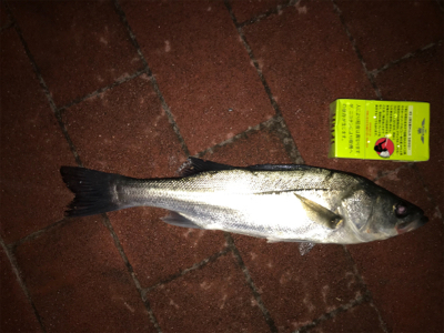 豊洲ぐるり公園ぶっこみでシーバス