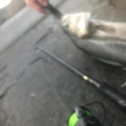 久々デイシーバス