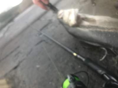 久々デイシーバス