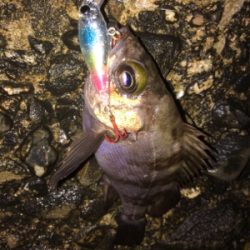 メバルプラグ好調です