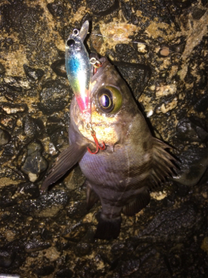 メバルプラグ好調です