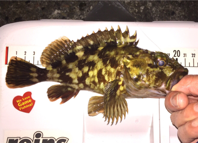 メバルとガシラ