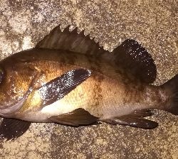 メバリング1855〜1930