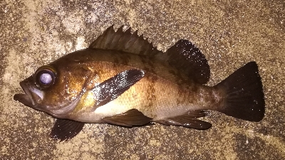 メバリング1855〜1930