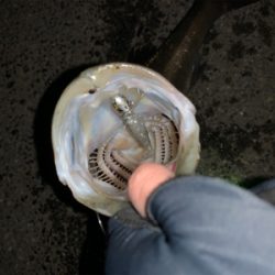 やっとアフター釣れた