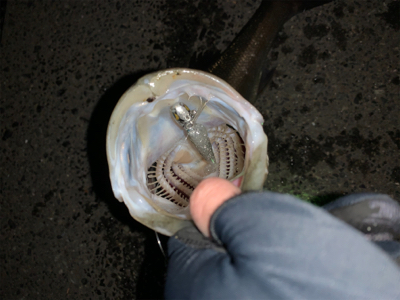 やっとアフター釣れた