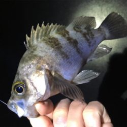 ナイトゲーム・メバリング