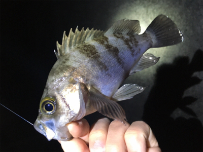 ナイトゲーム・メバリング