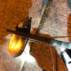 アジはまだのようです