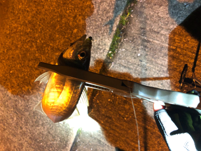 アジはまだのようです