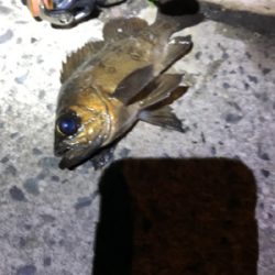 メバル釣行