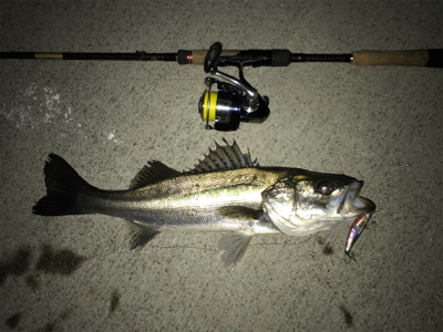 アミパターン！シーバス