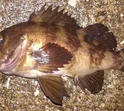 メバリング1850〜1930