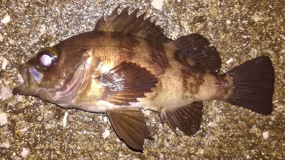 メバリング1850〜1930