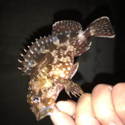 久しぶりに釣れた