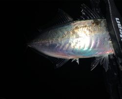 メバル探しでアジ