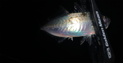 メバル探しでアジ