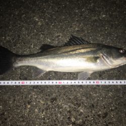 意地のシーバス