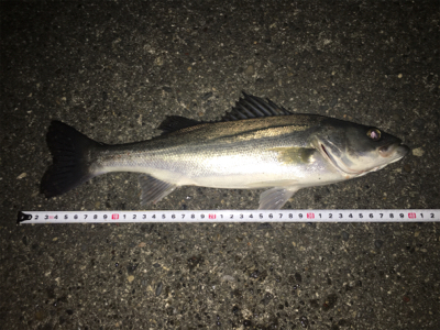 意地のシーバス