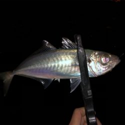 湾奥エリアでアジング