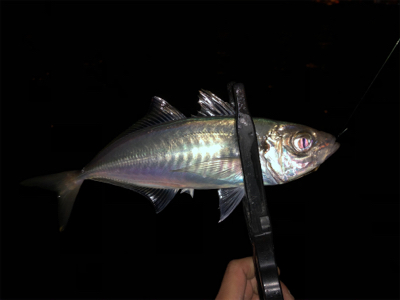 湾奥エリアでアジング