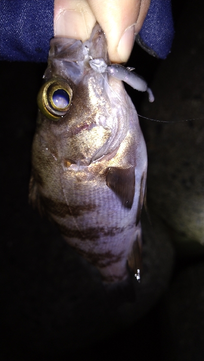 ナイトメバリング