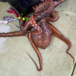 明石　タコ釣り　丸松乗合船