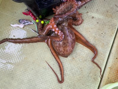 明石　タコ釣り　丸松乗合船