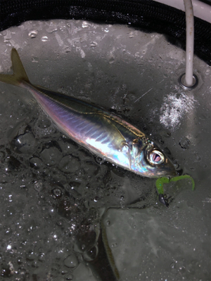 渋め小島養魚場