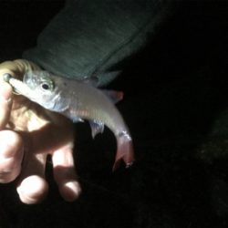 宇和島ライトゲーム