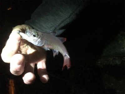 宇和島ライトゲーム