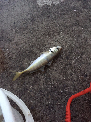 良形のアジが浮き釣りやアジングで釣れます